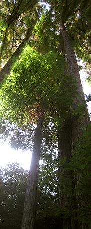 towering redwoods